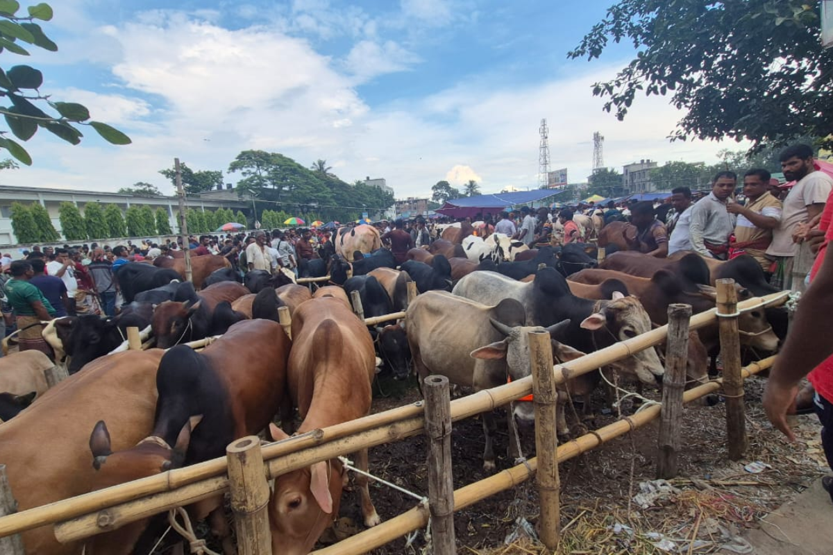 বগুড়ায় কোরবানিযোগ্য পশু প্রস্তুত সাড়ে ৭ লাখ; চাহিদার তুলনায় উদ্বৃত্ত