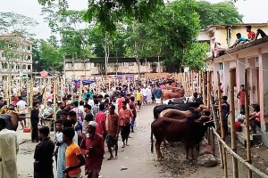 অবৈধ পশুর হাটে অভিযান: নির্বাহী ম্যাজিস্ট্রেটকে ফ্যাসিস্টের দোসর’ বলে হেনস্তা