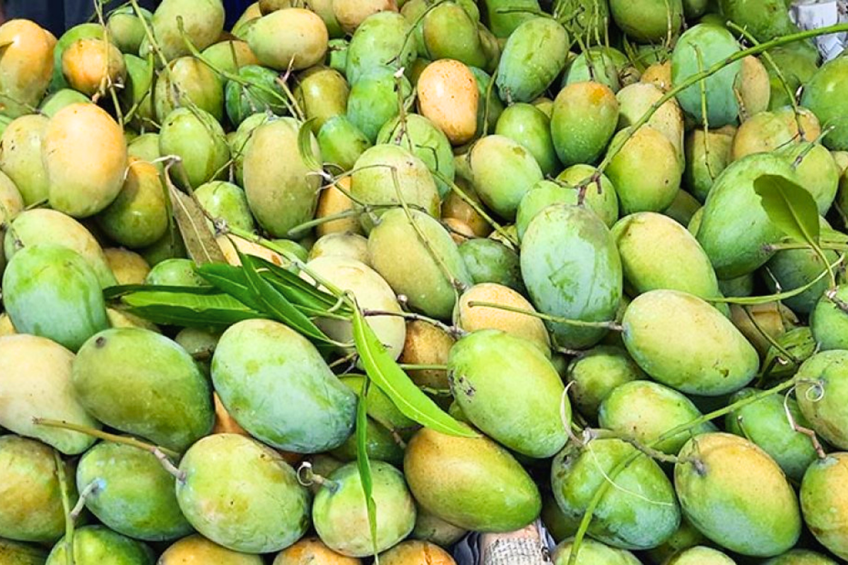 আম খেলে কি মোটা হয়ে যাবেন?
