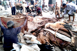 এক কাপ চায়ের দামে বিক্রি হচ্ছে ছাগলের চামড়া