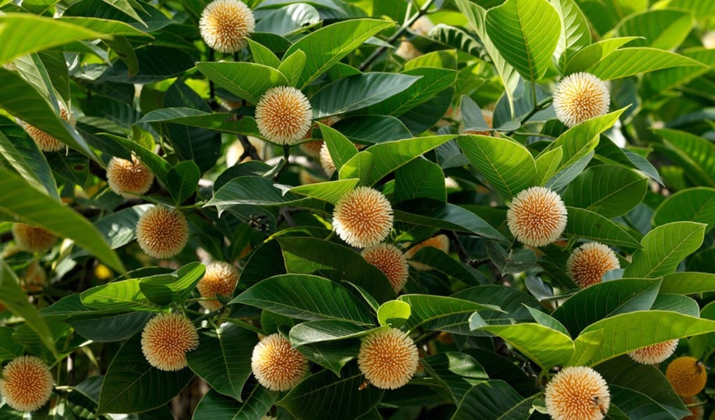 কদম 1749972999 বাদল দিনের প্রথম কদম ফুল
