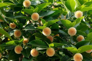 বাদল দিনের প্রথম কদম ফুল