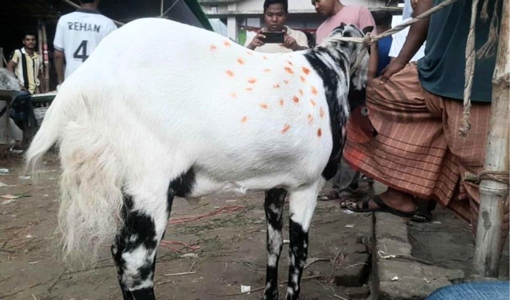 টাইগারের দাম ১ লাখ ৭০ হাজার টাকা 1749136735 টাইগারের দাম ১ লাখ ৭০ হাজার টাকা!