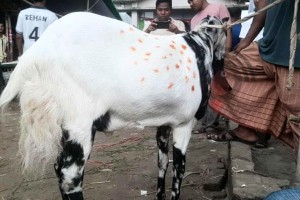 টাইগারের দাম ১ লাখ ৭০ হাজার টাকা!