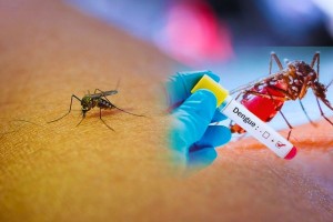 ডেঙ্গু আক্রান্ত হয়ে আরও ২৬ জন হাসপাতালে ভর্তি