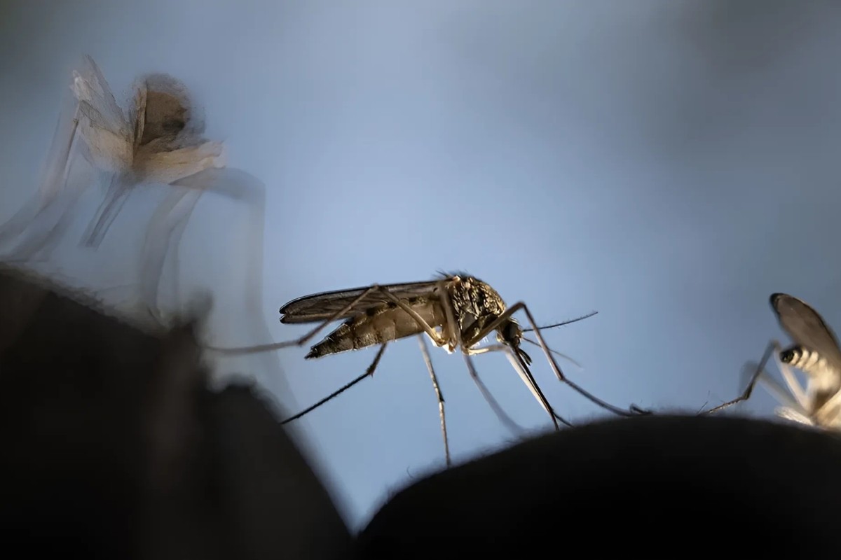 ডেঙ্গুতে চলতি বছরে প্রাণ হারিয়েছেন ৪২ জন, নতুন করে হাসপাতালে ৩৮৩