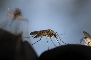 ডেঙ্গুতে চলতি বছরে প্রাণ হারিয়েছেন ৪২ জন, নতুন করে হাসপাতালে ৩৮৩