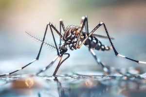 ডেঙ্গুতে প্রাণ গেল আরও ২ জনের, শনাক্ত ৩৯২