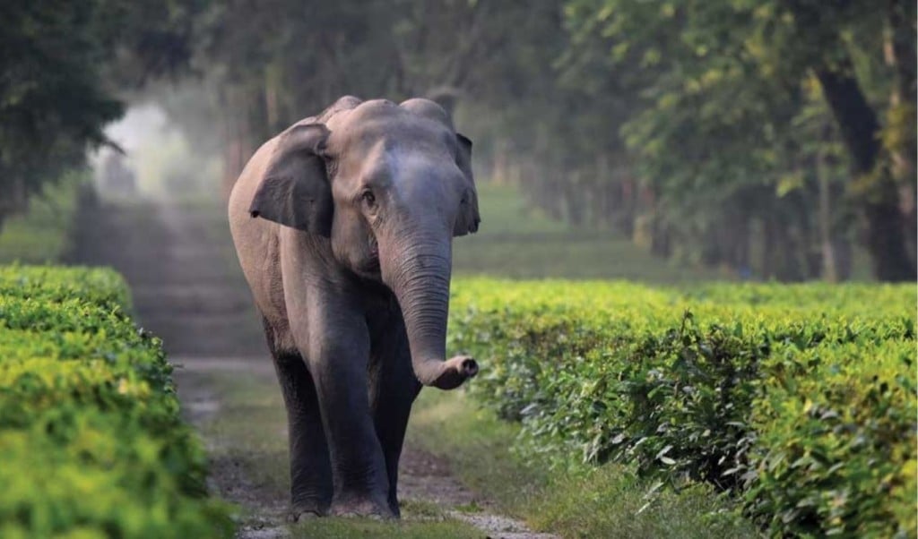 বন্য হাতি ঢুকে পড়ল ছাপড়ি ঘরে পিষ্ট হয়ে ঘুমন্ত নারীর মৃত্যু 1750767414 বন্য হাতি ঢুকে পড়ল ছাপড়ি ঘরে, পিষ্ট হয়ে ঘুমন্ত নারীর মৃত্যু