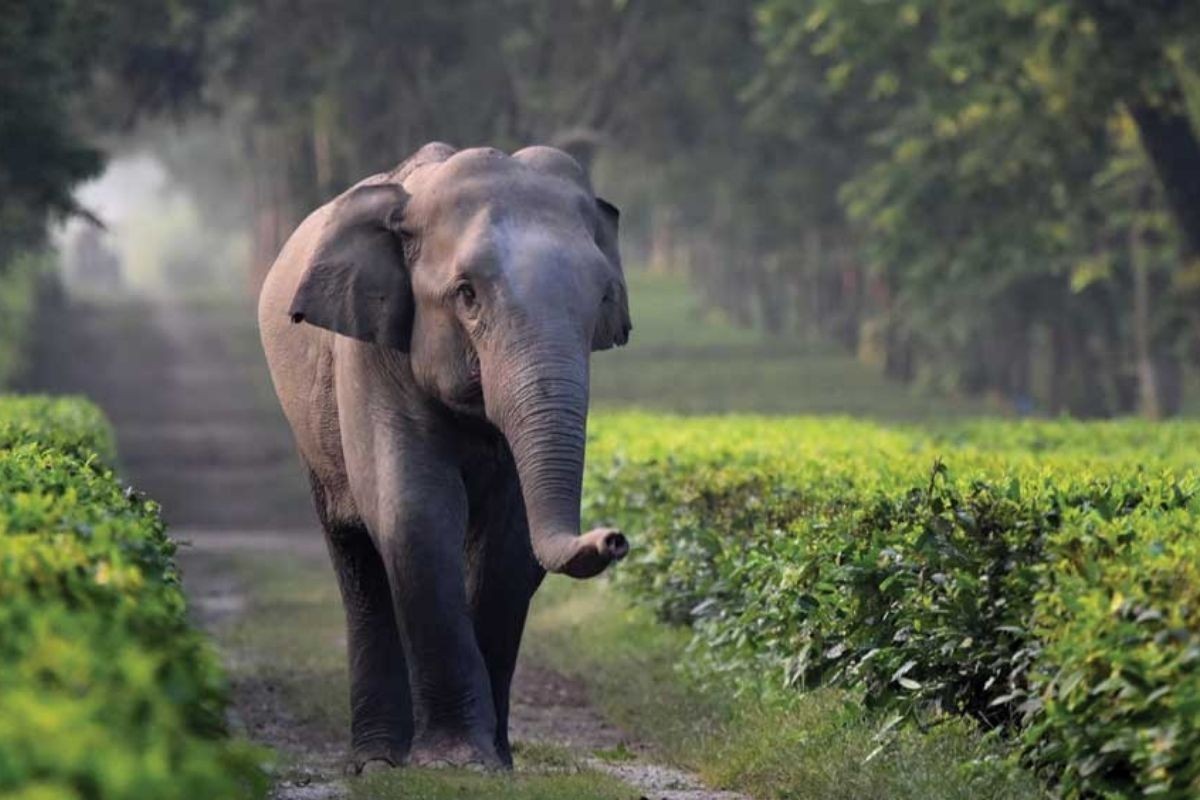বন্য হাতি ঢুকে পড়ল ছাপড়ি ঘরে, পিষ্ট হয়ে ঘুমন্ত নারীর মৃত্যু