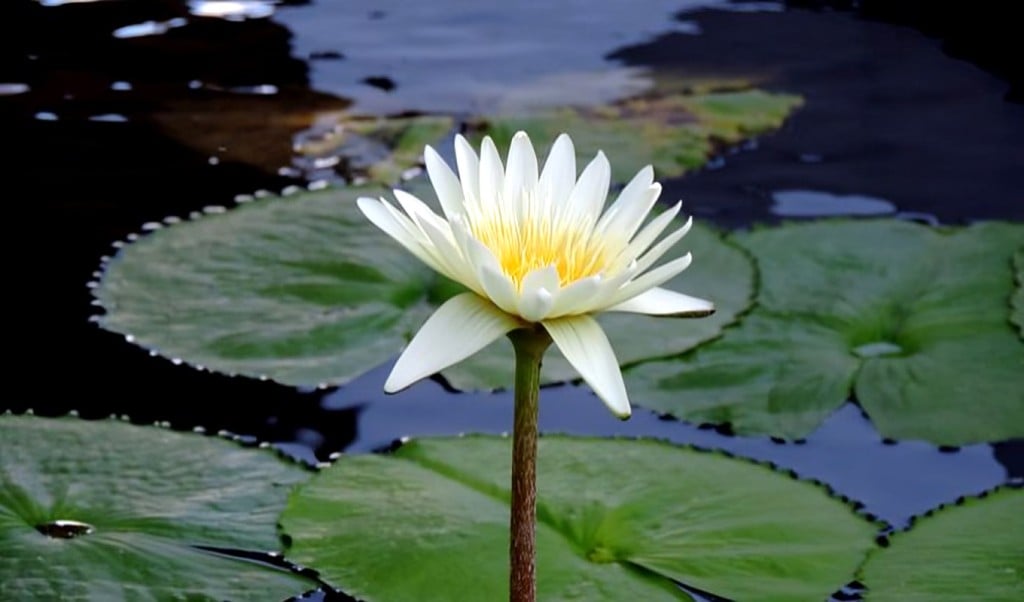 শাপলা 1750745579 শাপলা প্রতীক নিয়ে বিতর্ক এবং টানাটানি কেন?