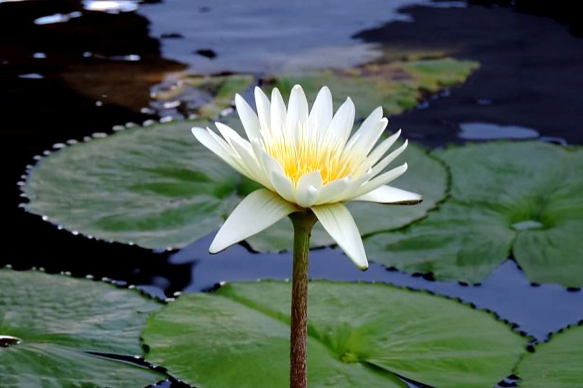 শাপলা প্রতীক নিয়ে বিতর্ক এবং টানাটানি কেন?