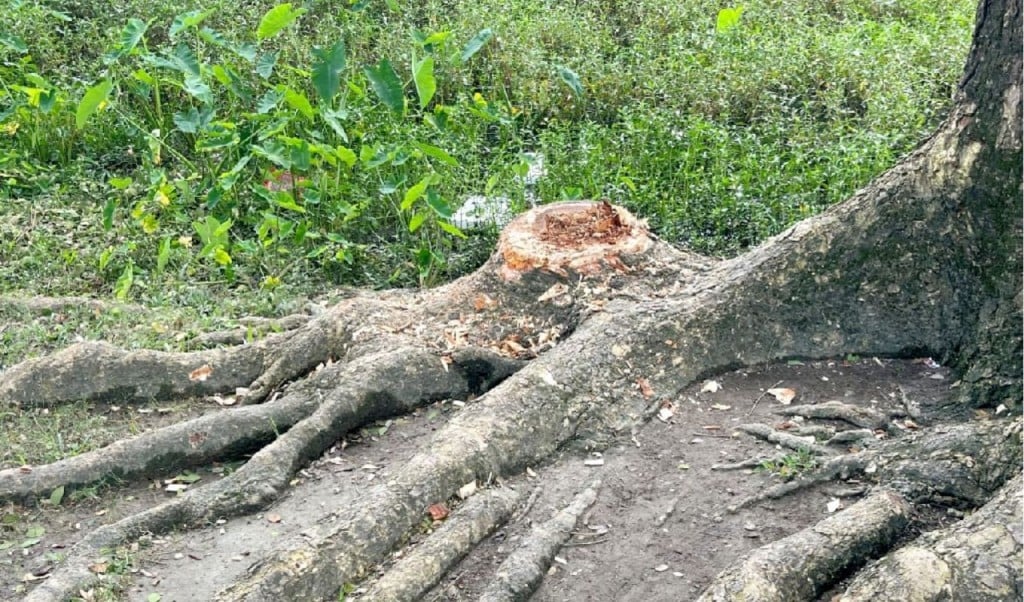 সরকারি স্কুলের গাছ কেটে বাড়িতে নিলেন বিএনপি নেতা 1751195005 সরকারি স্কুলের গাছ কেটে বাড়িতে নিলেন বিএনপি নেতা