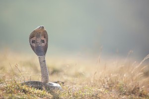 চট্টগ্রামে সাপের ছোবলে পোশাক শ্রমিকের মৃত্যু