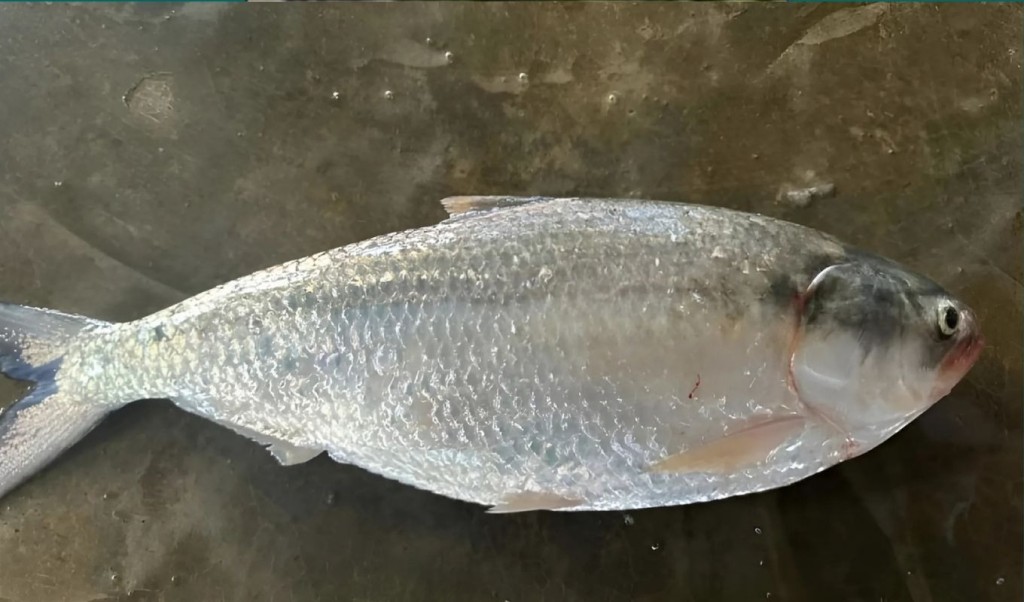 ইলিশ 1751862510 কুয়াকাটায় একটি ইলিশ বিক্রি হলো ৮ হাজার টাকায়