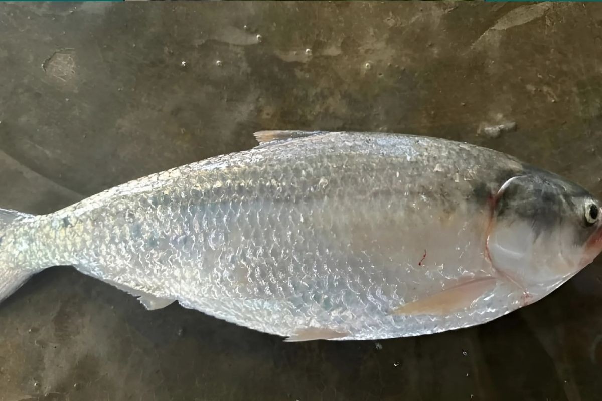 কুয়াকাটায় একটি ইলিশ বিক্রি হলো ৮ হাজার টাকায়