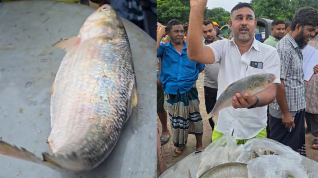 পদ্মার এক ইলিশ ৬,৮৪০ টাকায় বিক্রি 4 ইলিশ 1752917443 পদ্মার এক ইলিশ ৬,৮৪০ টাকায় বিক্রি