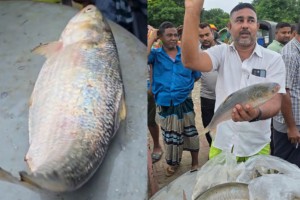 পদ্মার এক ইলিশ ৬,৮৪০ টাকায় বিক্রি