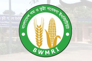 গম ও ভুট্টা গবেষণা ইনস্টিটিউটে ২০ পদে চাকরির সুযোগ