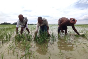গাজনার বিলে তলিয়ে গেছে ২০০ বিঘা জমির আমন ধান