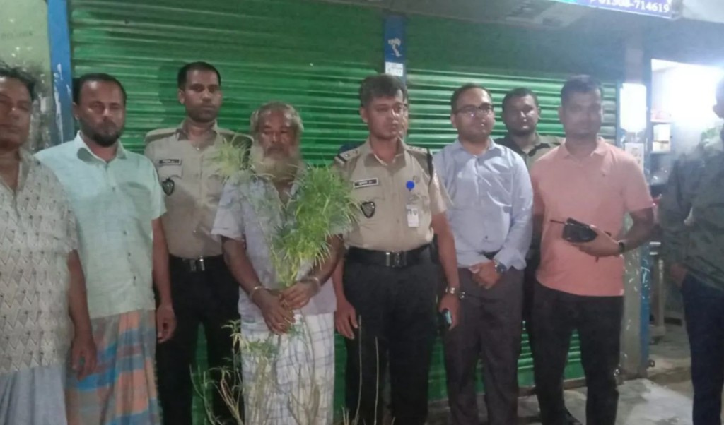 কুমিল্লায় সবজিক্ষেতে গাঁজার চাষ, আটক চাষি 3 গাজাসহ আটক 1753944073 কুমিল্লায় সবজিক্ষেতে গাঁজার চাষ, আটক চাষি