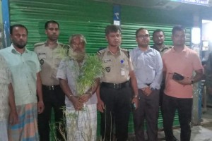 কুমিল্লায় সবজিক্ষেতে গাঁজার চাষ, আটক চাষি