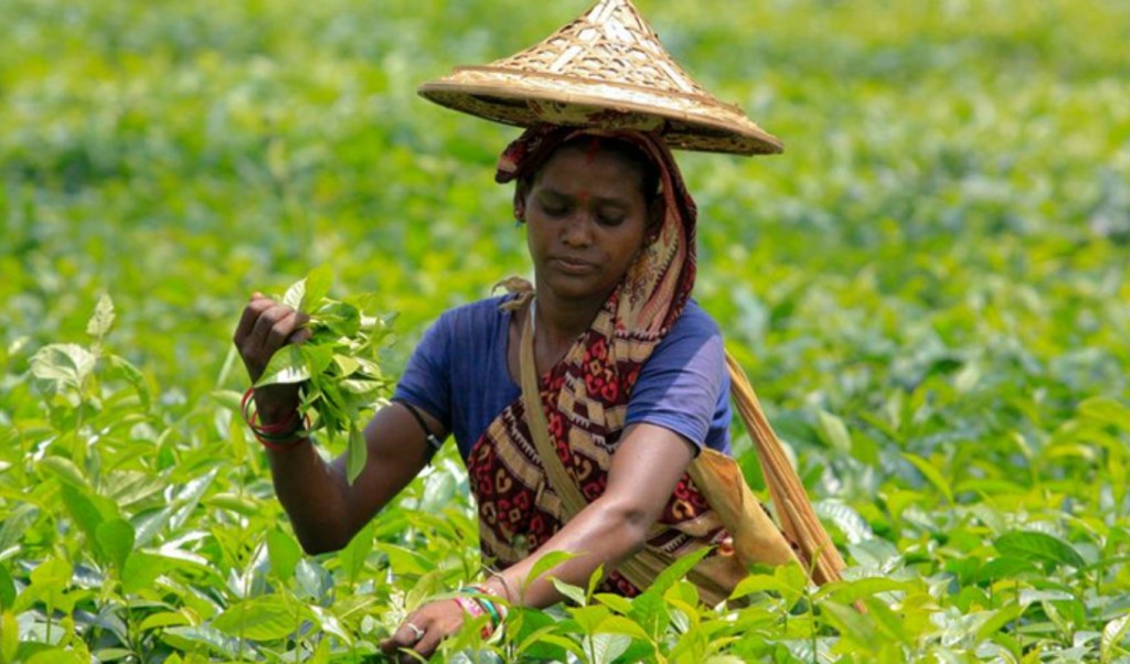 চা শ্রমিকদের মজুরি বছরে ৫% বাড়বে 4 চা শ্রমিক