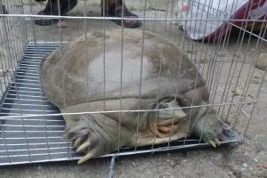 কচ্ছপ উদ্ধার