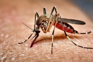 ডেঙ্গুতে আরও ২ মৃত্যু দেখল দেশ, হাসপাতালে ভর্তি ৩৩০