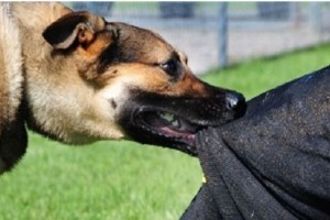 ধনবাড়ীতে কুকুরের কামড়ে নারীসহ আহত ২৫