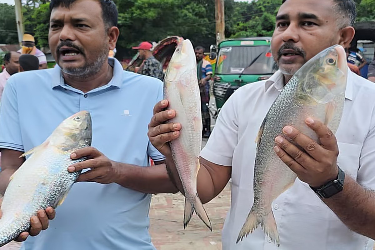 পদ্মার একটি ইলিশ ৮ হাজার, পাঙাশ ১৮ হাজার টাকায় বিক্রি!