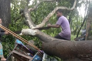 জয়পুরহাটে গাছ পড়ে এক ব্যক্তি নিহত, বজ্রপাতে আহত চাচা-ভাতিজা