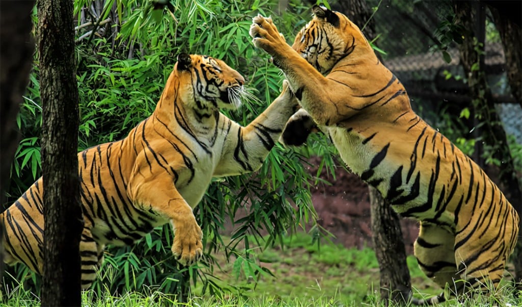বাঘ দিবস 1753757432 বিশ্ব বাঘ দিবস আজ