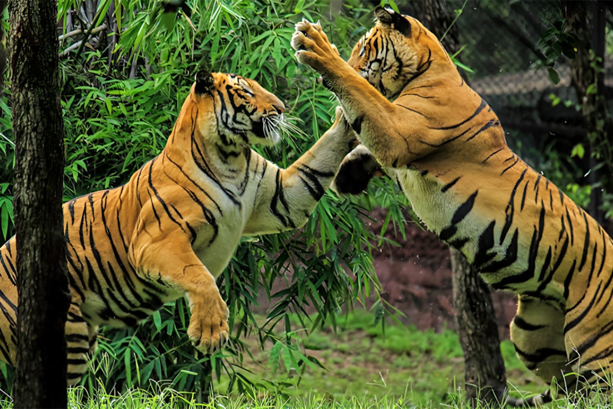 বিশ্ব বাঘ দিবস আজ