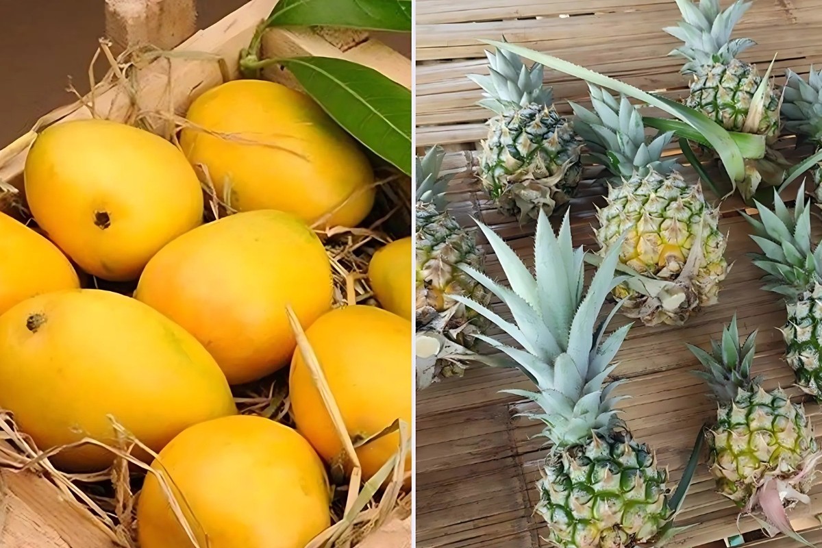 ভারতে গেলো আম, উপহার এলো আনারস