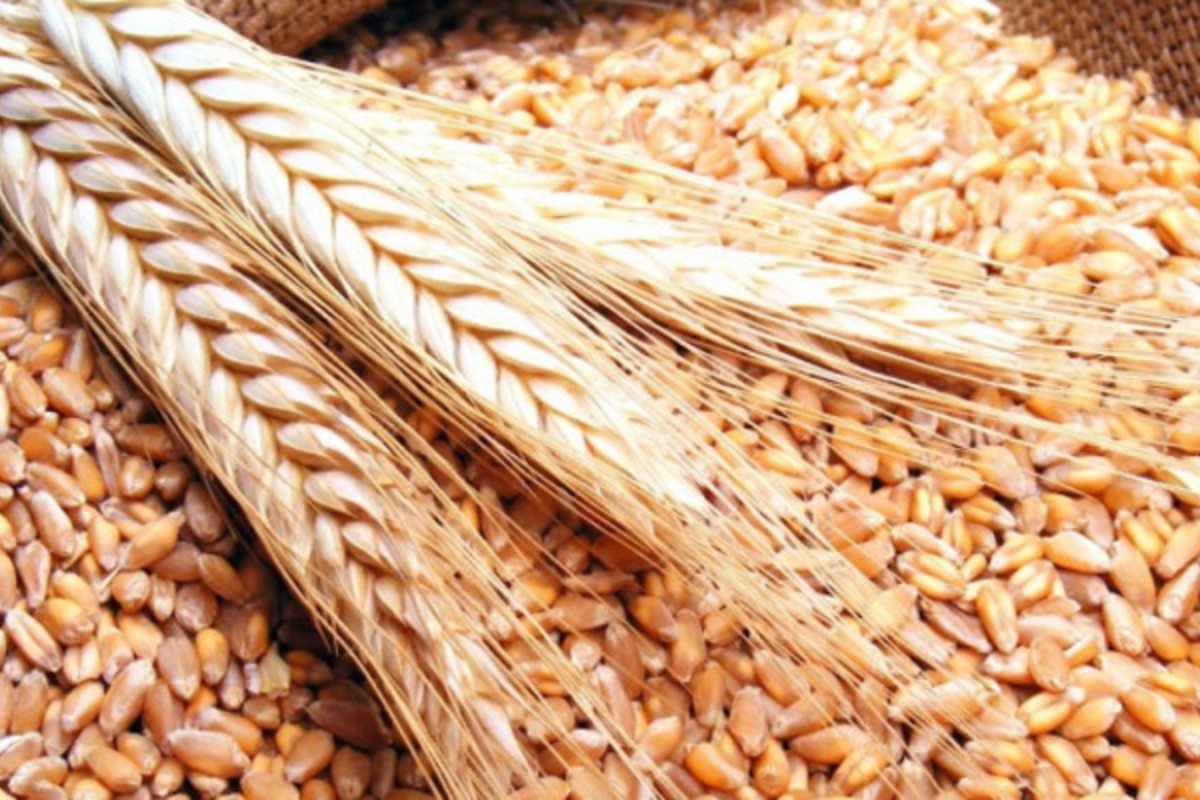 যুক্তরাষ্ট্র থেকে দুই লাখ টন গম আমদানির অনুমতি