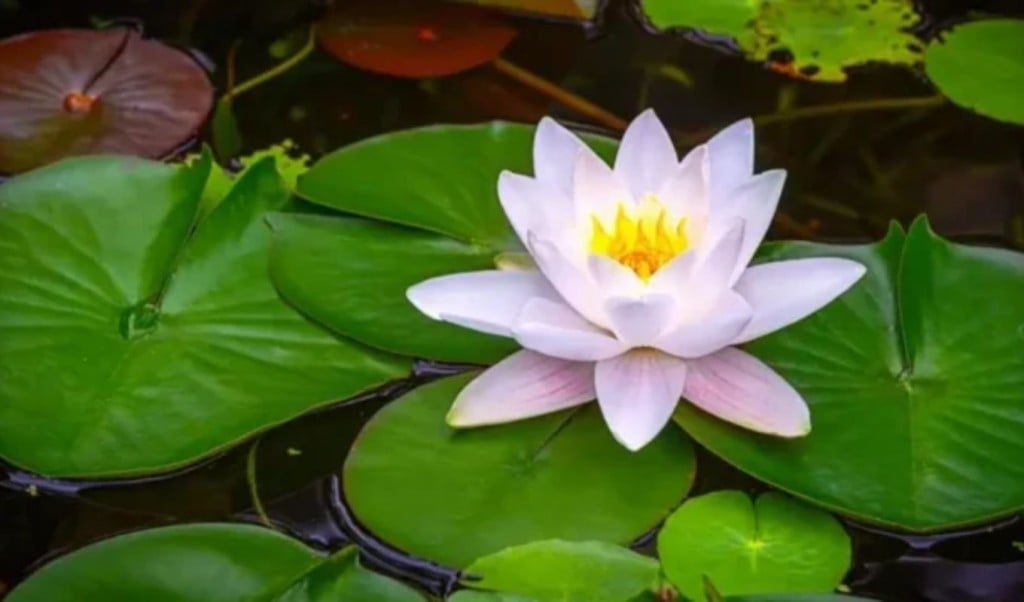শাপলা প্রতীক চায় নাগরিক ঐক্যও 1751455553 কেটলির বদলে শাপলা চায় নাগরিক ঐক্য