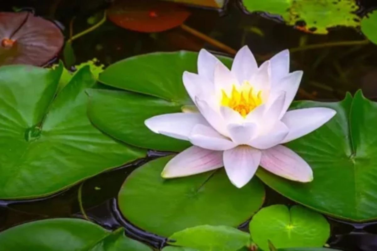 কেটলির বদলে শাপলা চায় নাগরিক ঐক্য