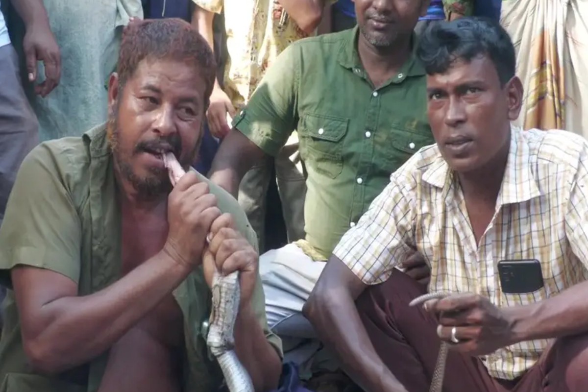 সাপের ছোবলে সাপুড়ের মৃত্যু, সেই সাপকেই কাঁচা খেয়ে ফেললেন আরেক সাপুড়ে