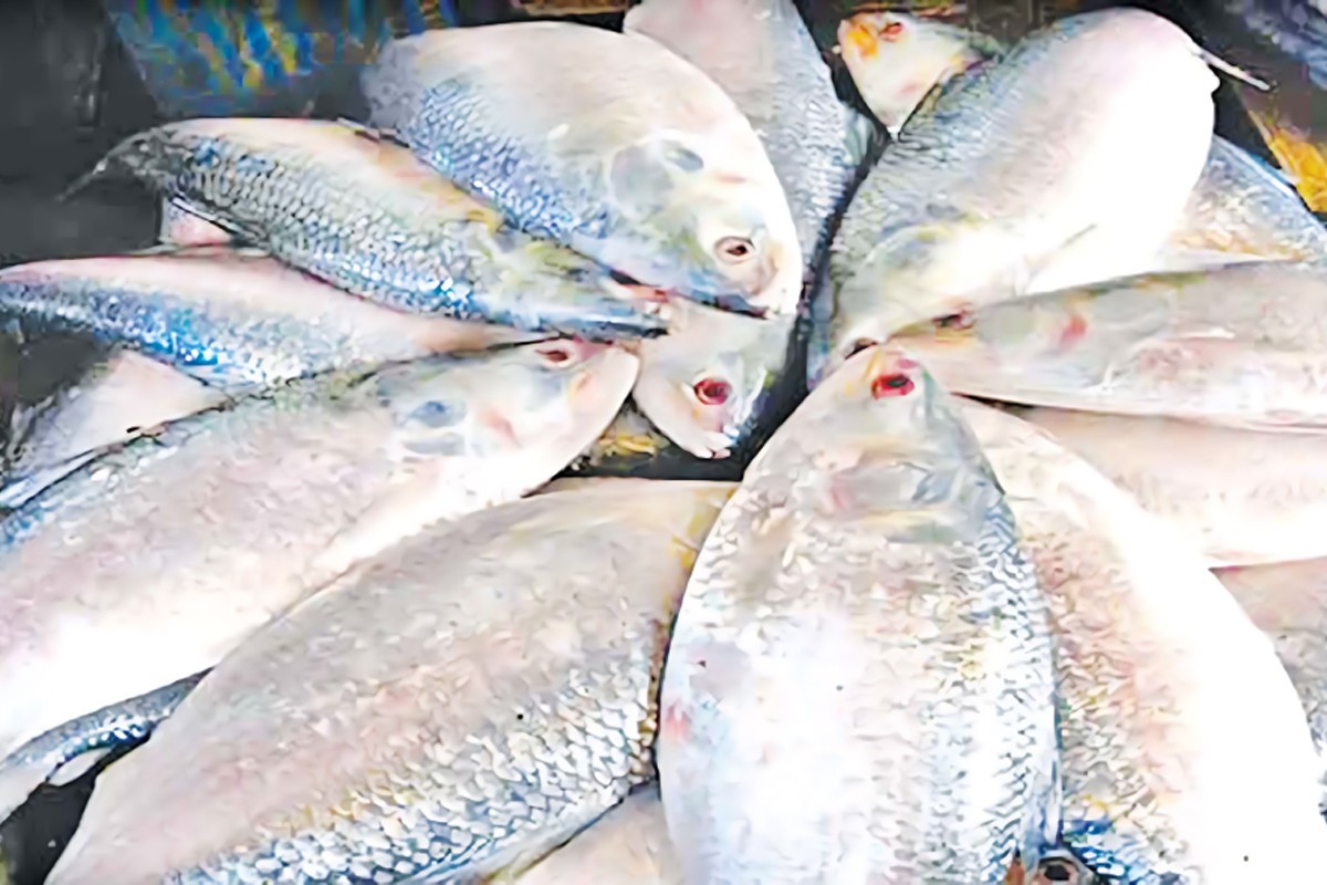 সারাদেশে ইলিশের মূল্য নির্ধারণ করছে সরকার