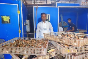 হাঁস-মুরগির বাচ্চা ফুটিয়ে ভাগ্যের চাকা ঘুরল রঞ্জুর