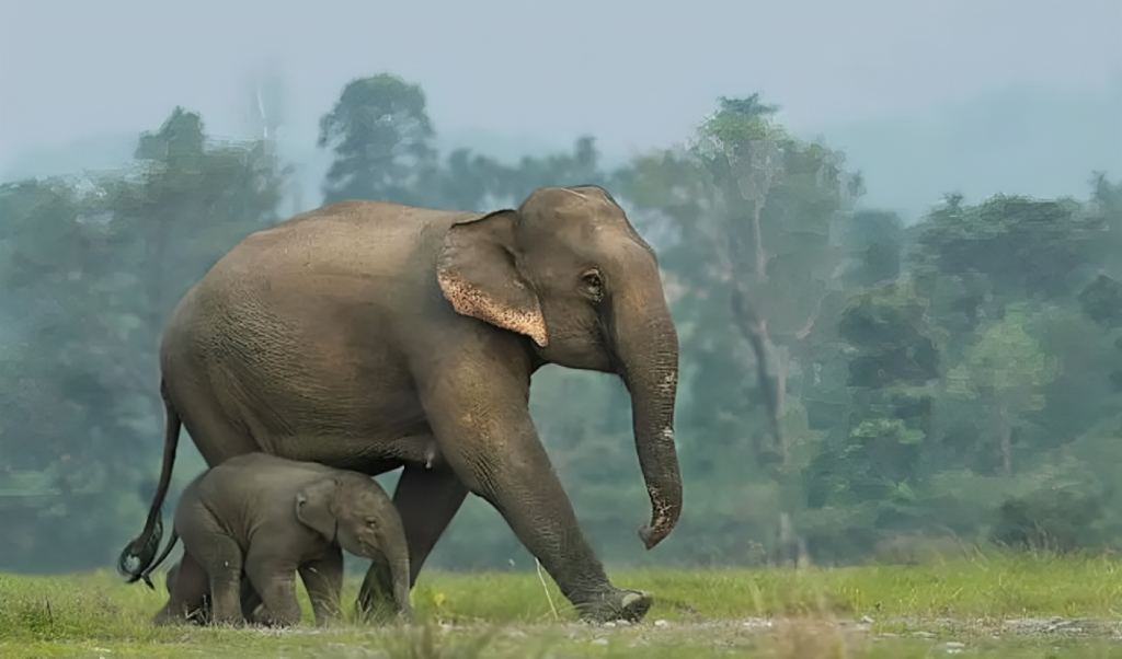হাতির হামলায় প্রাণ হারালো ২ নারী পর্যটক 1 হাতির আক্রমণ 1751611173 হাতির হামলায় প্রাণ হারালো ২ নারী পর্যটক