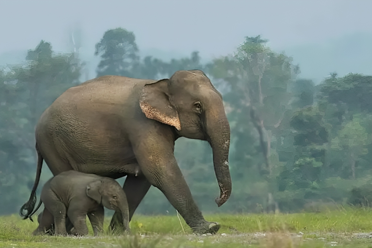 হাতির হামলায় প্রাণ হারালো ২ নারী পর্যটক