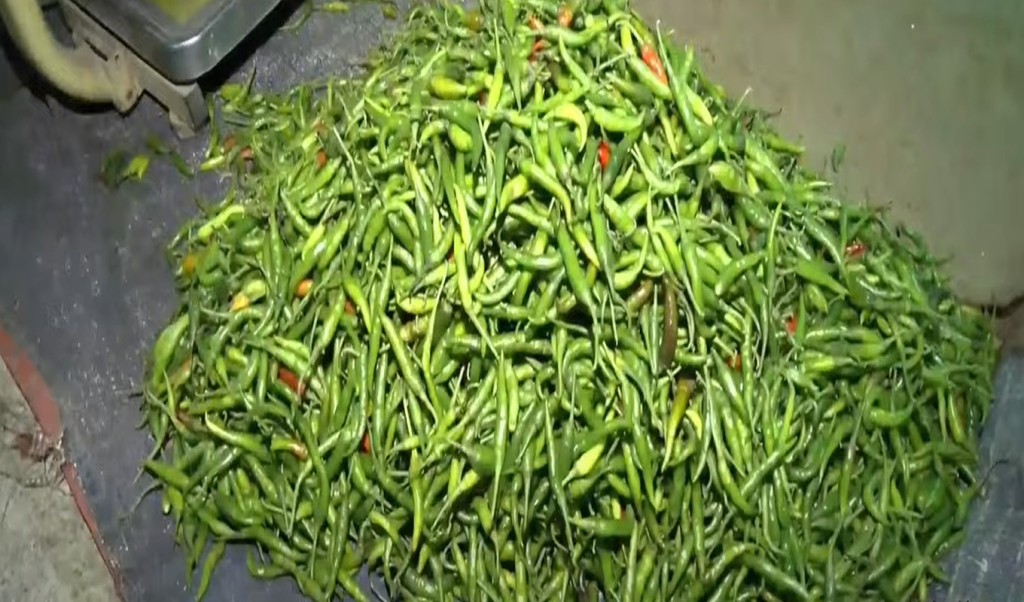 ১১ হাজার টাকা মণ কাচামরিচ 1752555085 কাঁচা মরিচের দাম উঠলো ১১ হাজারে!