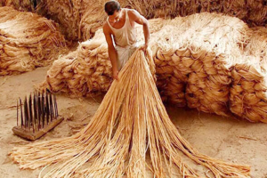 ফের সীমান্তপথে পাটপণ্য আমদানি বন্ধ করল ভারত