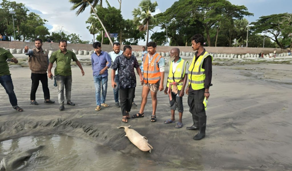 কুয়াকাটা সৈকতে আবারও ভেসে আসলো মৃত ইরাবতী ডলফিন 1755745044 কুয়াকাটা সৈকতে আবারও ভেসে আসলো মৃত ইরাবতী ডলফিন