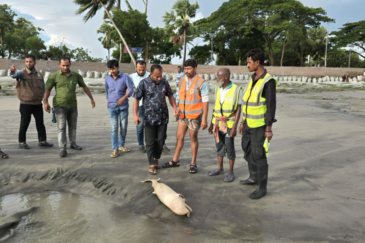 কুয়াকাটা সৈকতে আবারও ভেসে আসলো মৃত ইরাবতী ডলফিন