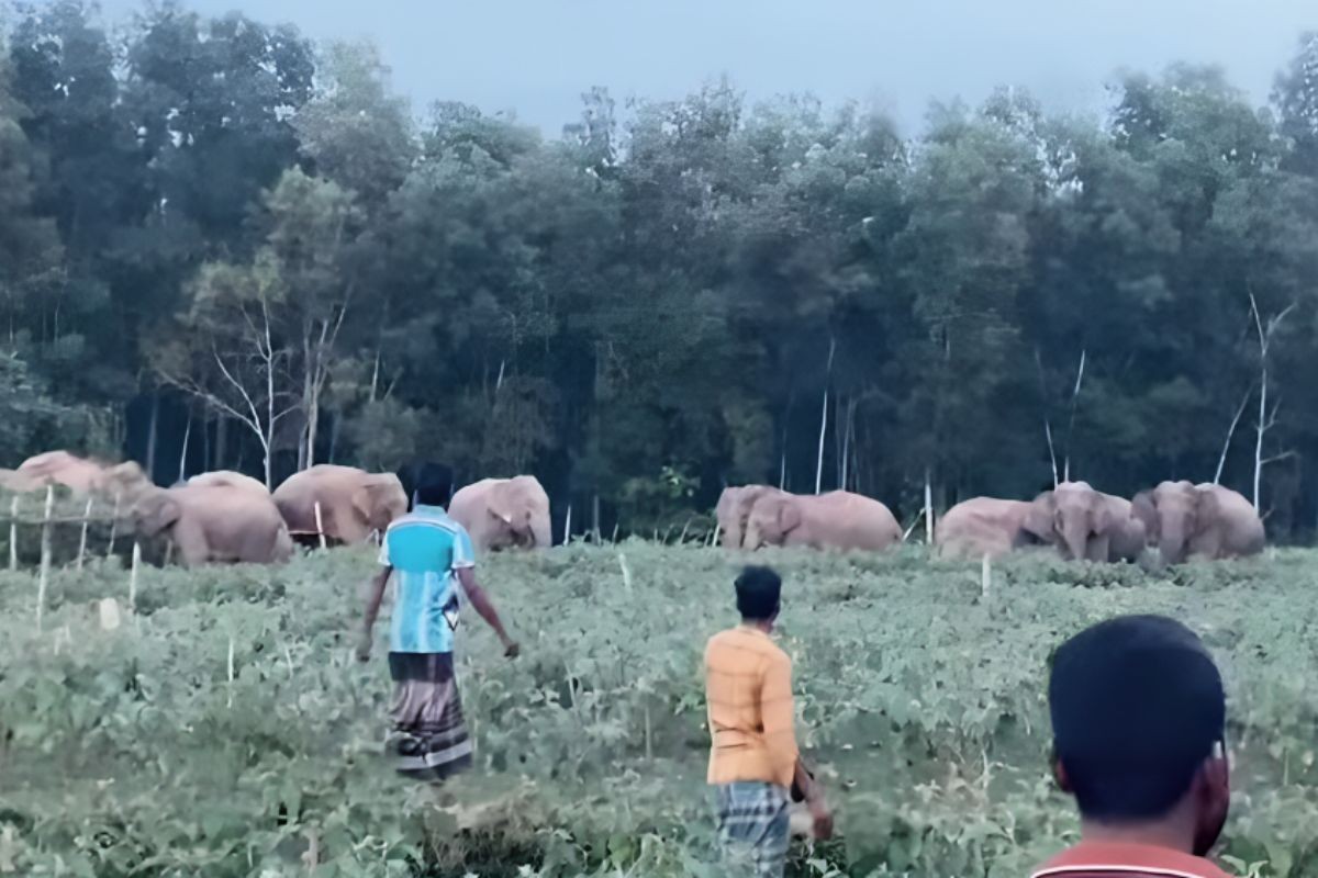 খাদ্যের সন্ধানে লোকালয়ে বন্যহাতির দল, আতঙ্কে গ্রামবাসী
