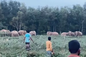 খাদ্যের সন্ধানে লোকালয়ে বন্যহাতির দল, আতঙ্কে গ্রামবাসী