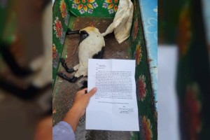 গাছের পাতা খাওয়ার ‘অপরাধে’ ছাগলকে রামদা দিয়ে কুপিয়ে হত্যা